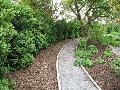 English Boxwood